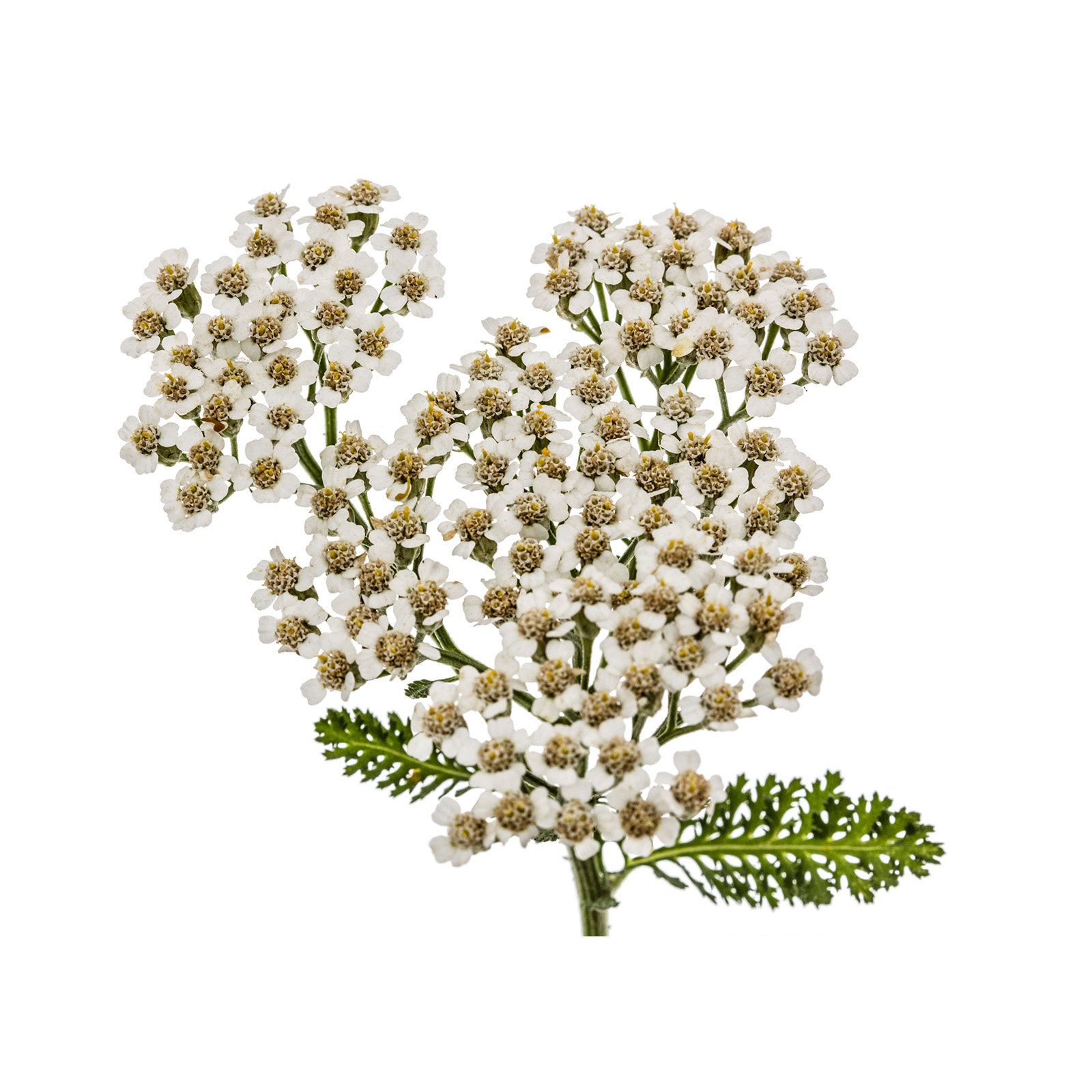 Erbe Ticino - Achillea millefolium